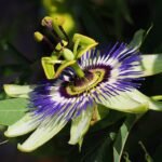 A kék golgotavirág gondozása - Passiflora caerulea