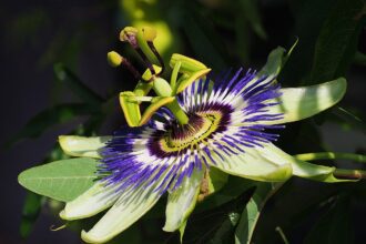 A kék golgotavirág gondozása - Passiflora caerulea