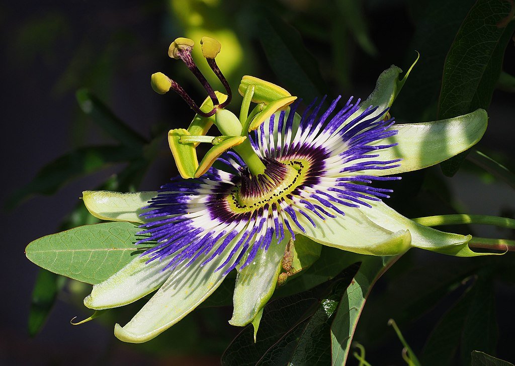 A kék golgotavirág gondozása és bemutatása - Passiflora caerulea