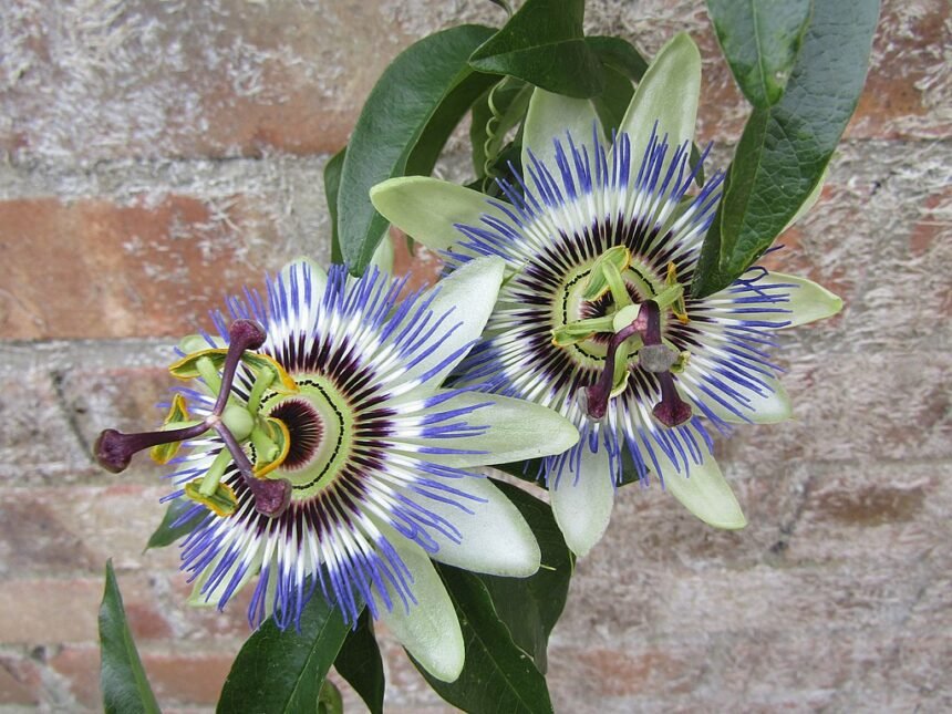 A kék golgotavirág gondozása és bemutatása - Passiflora caerulea