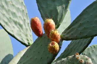 A közönséges fügekaktusz gondozása (Opuntia ficus-indica)