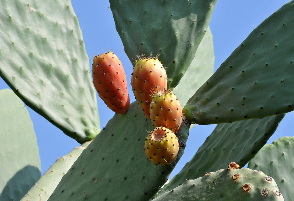 A közönséges fügekaktusz gondozása (Opuntia ficus-indica)