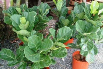 A lantlevelű fikusz gondozása. (Ficus lyrata)