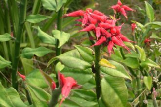 A papucsbokor gondozása - Pedilanthus tithymaloides