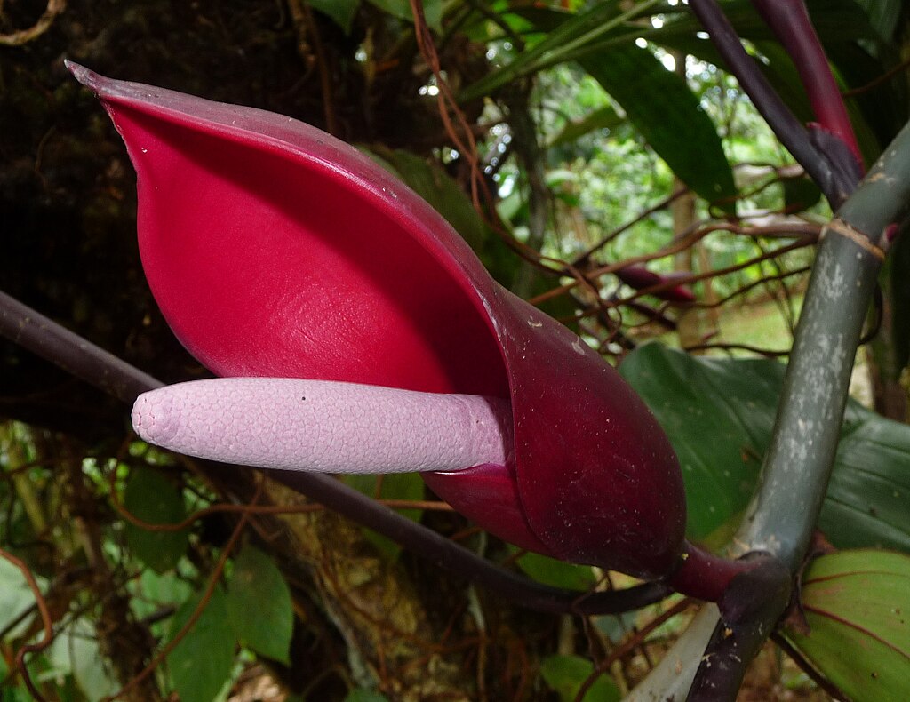 A pirosló filodendron gondozása. (Philodendron erubescens)