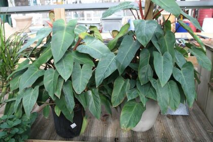 A pirosló filodendron gondozása. (Philodendron erubescens)