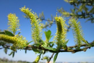 salix alba