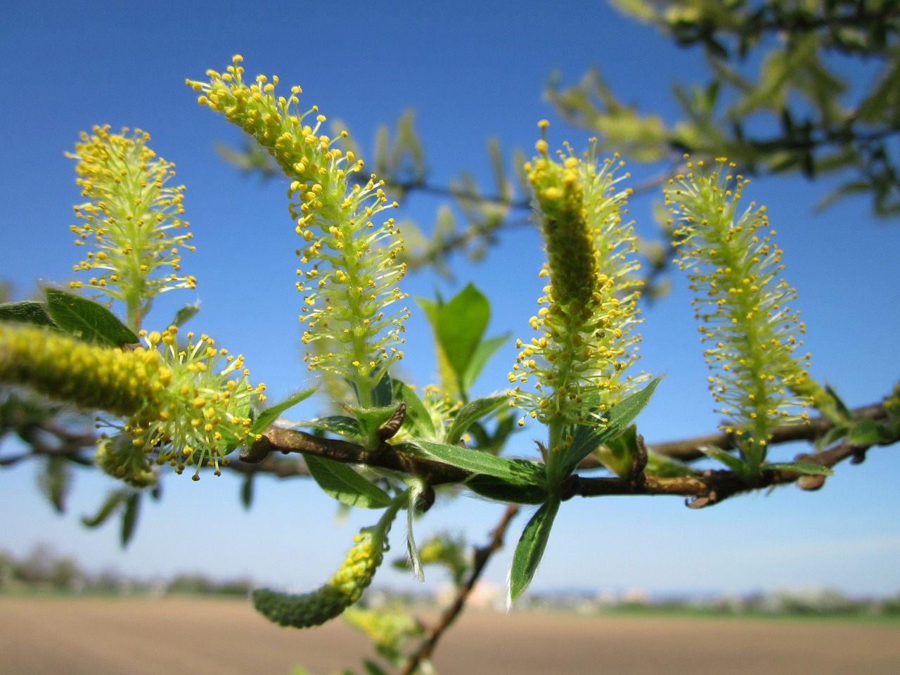 salix alba
