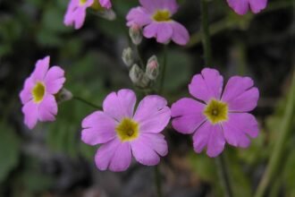 A szobai kankalin gondozása. (Primula obconica)