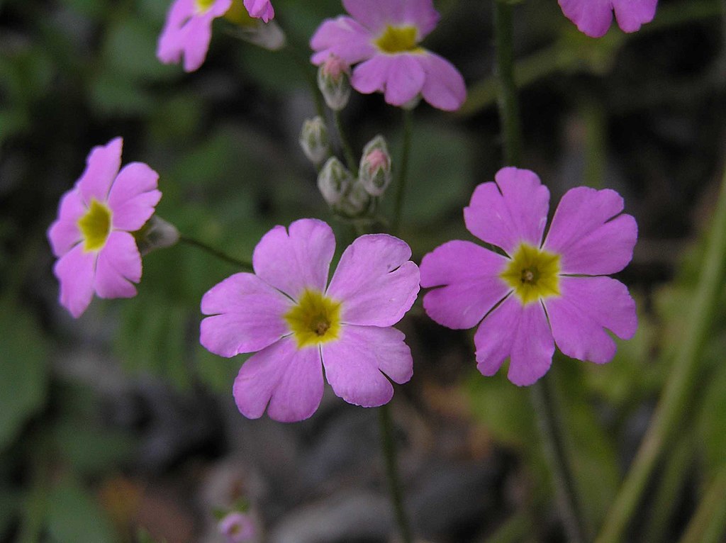 A szobai kankalin gondozása. (Primula obconica)