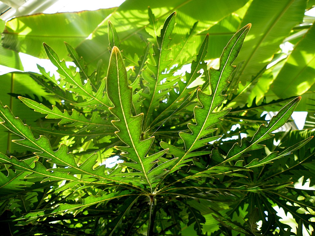 A tenyérarália gondozása. (Dizygotheca elegantissima)