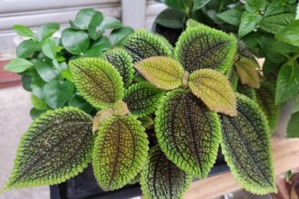 A vörösbarna üvegcsalán gondozása - Pilea involucrata