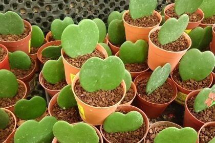 A szívlevelű viaszvirág gondozása pofonegyszerűen - Hoya kerrii