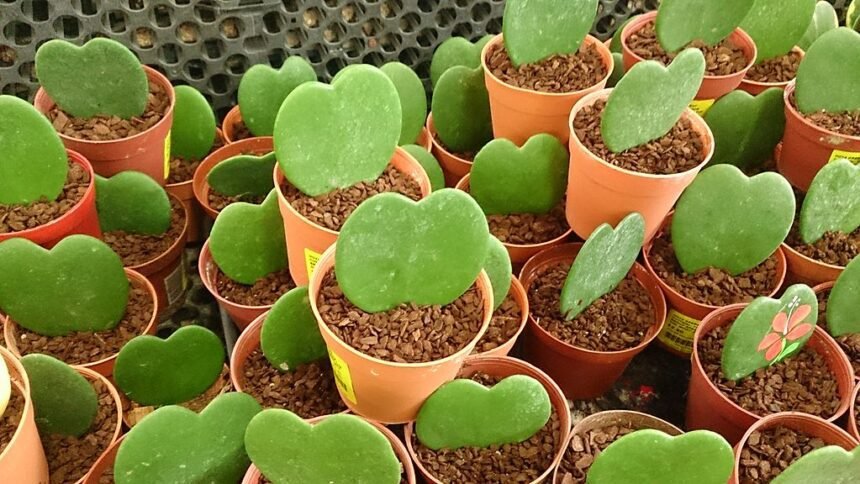 A szívlevelű viaszvirág gondozása pofonegyszerűen - Hoya kerrii
