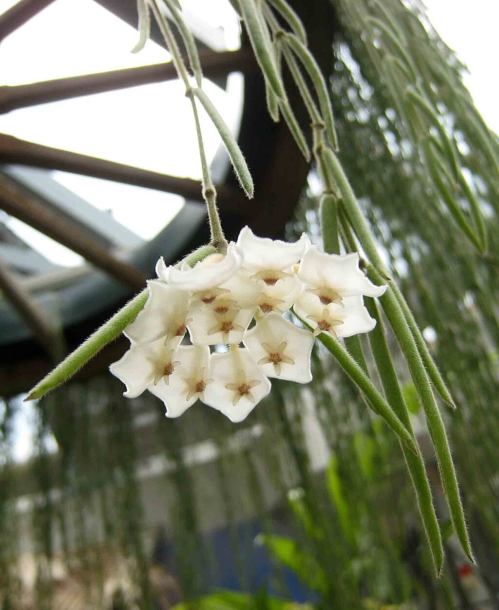 A viaszvirág gondozásának alapos lépései - Hoya linearis