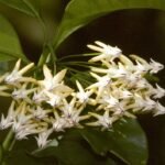 A viaszvirág gondozása lépésről lépésre - Hoya multiflora