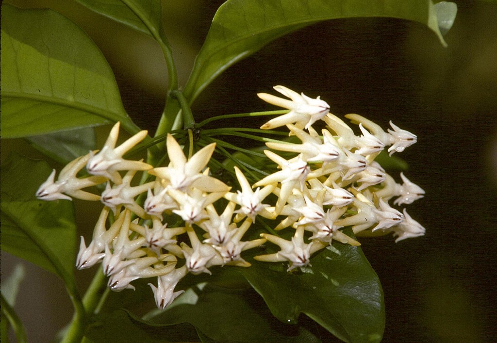 A viaszvirág gondozása lépésről lépésre - Hoya multiflora