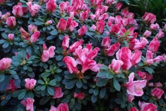 Az Azálea teleltetése pofonegyszerűen - Rhododendron simsii