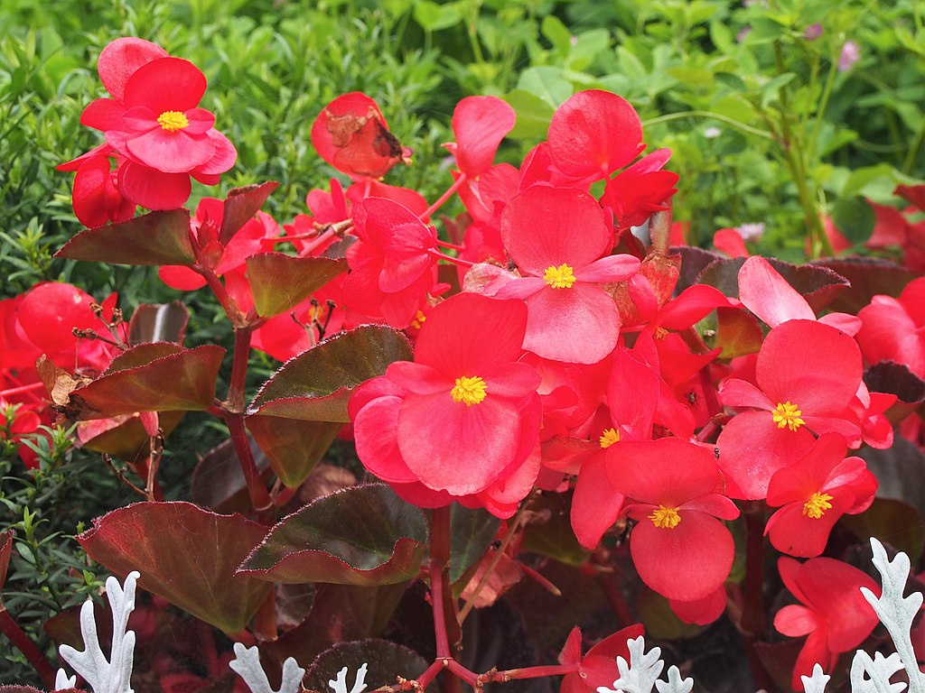 A begónia teleltetése lépésről lépésre! (Begonia)
