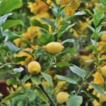 citromfa teleltetés