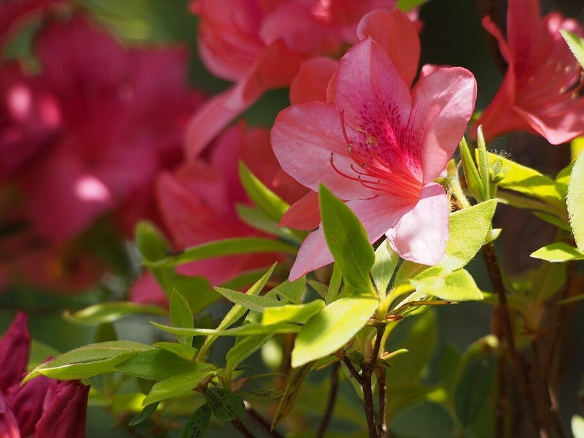 Cserepes Rhododendron Teleltetse - Profi Gondozsi Tippek Tlre