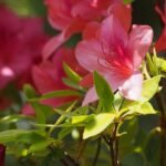 A cserepes rhododendron teleltetése egyszerűen, lépésről lépésre.