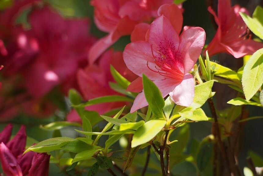 A cserepes rhododendron teleltetése egyszerűen, lépésről lépésre.
