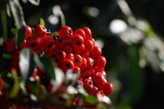 A csipkés csúcsvirág gondozása - Ardisia crenata