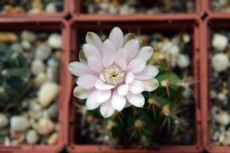A csupaszkelyhű kaktusz gondozása - Gymnocalycium sp.