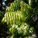 A déligesztenye gondozása egyszerűen - Castanospermum australe