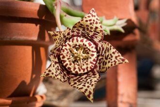 A dögvirág gondozása - Stapelia