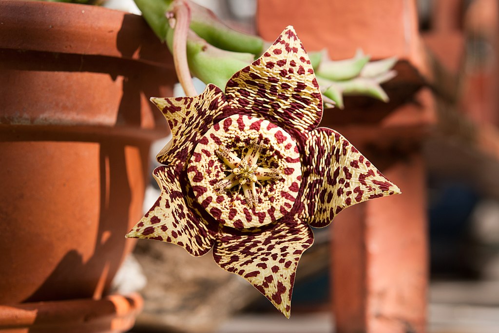 A dögvirág gondozása - Stapelia