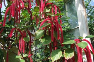 Az érdes szépcsalán gondozása egyszerűen - Acalypha hispida