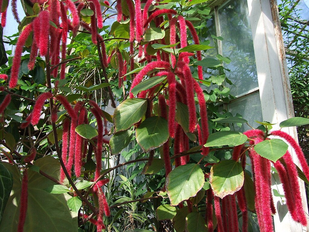 Az érdes szépcsalán gondozása egyszerűen - Acalypha hispida