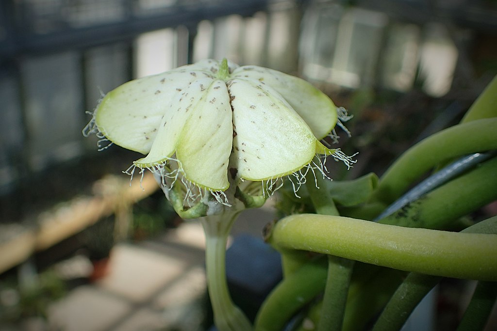Az esernyős gyertyavirág gondozása egyszerűen- Ceropegia sandersonii