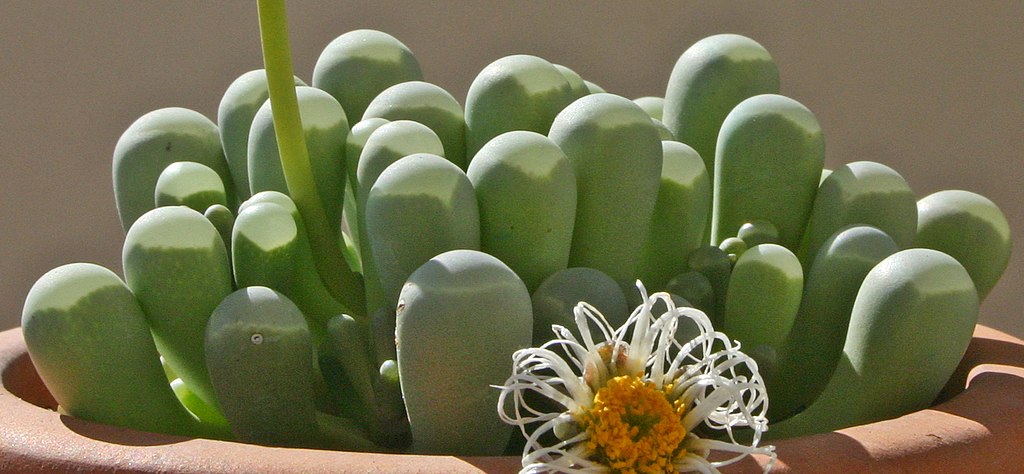 A Fehér ablakvirág gondozása lépésről lépésre. (Fenestraria rhopalophylla)