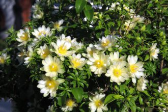 A fullánkos lomboskaktusz gondozása - Pereskia aculeata