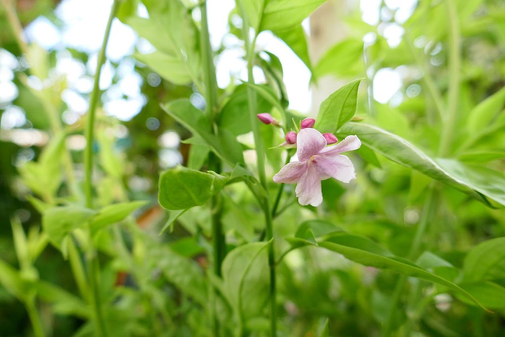 A futó jázmin teleltetése egyszerűen! - Jasminum stephanense
