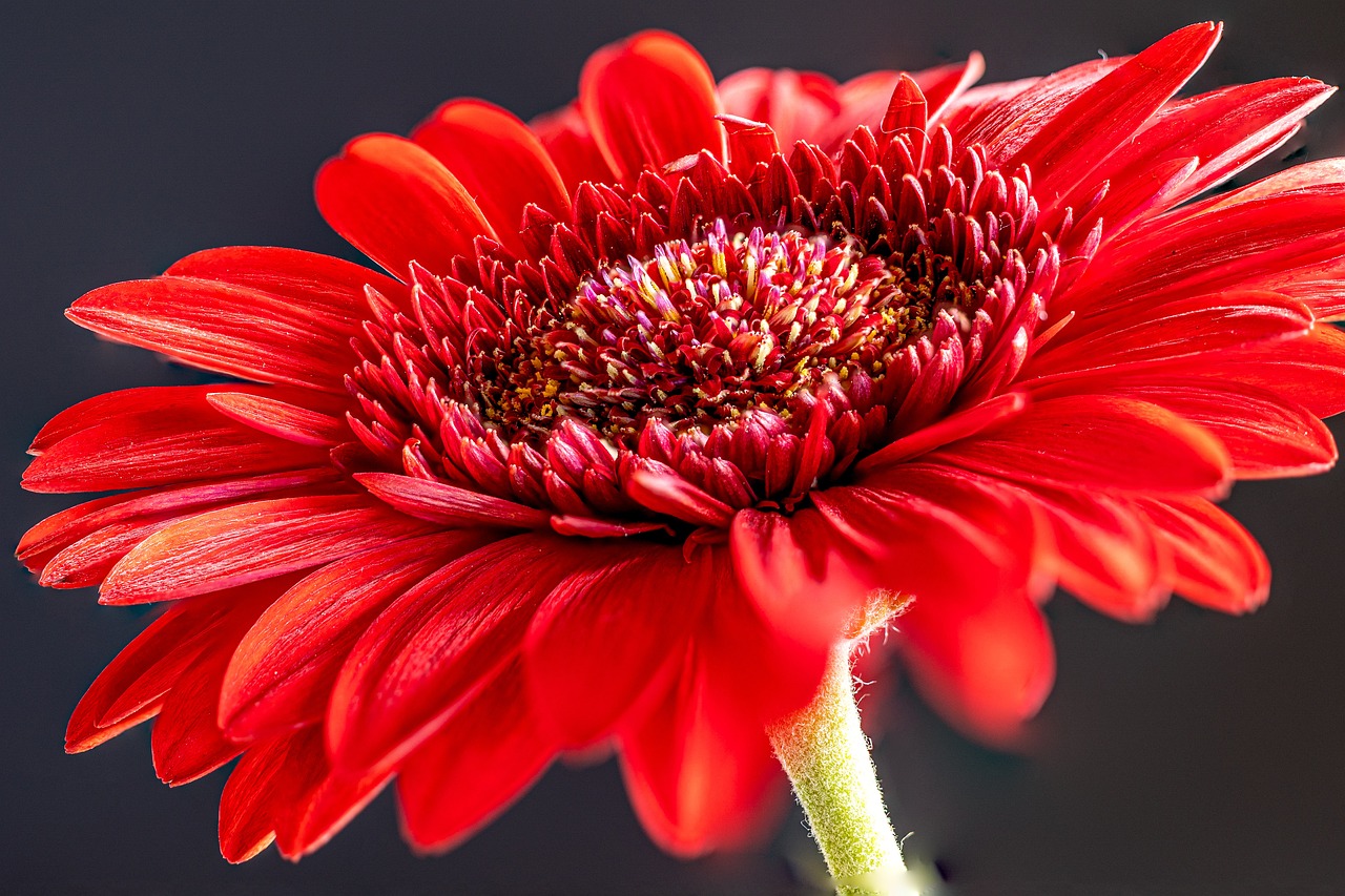 gerbera teleltetés