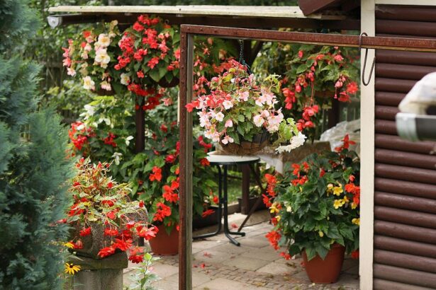 A Gumós begónia teleltetése pofonegyszerűen! - Begonia tuberhybrida