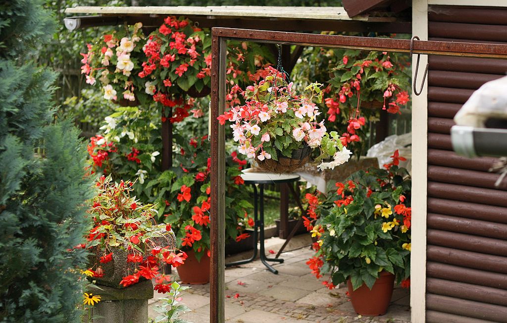 A Gumós begónia teleltetése pofonegyszerűen! - Begonia tuberhybrida