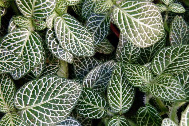A Hálóslevél gondozása, szaporítása és teleltetése pofonegyszerűen! - Fittonia albivenis