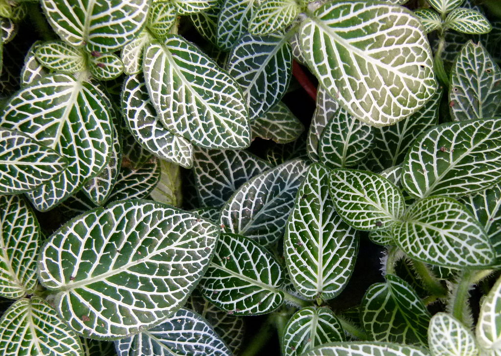 A Hálóslevél gondozása, szaporítása és teleltetése pofonegyszerűen! - Fittonia albivenis