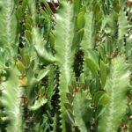A Háromélű kutyatej gondozása és szaporítása - Euphorbia trigona