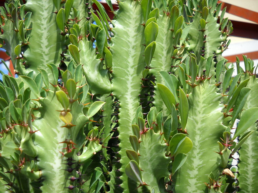 A Háromélű kutyatej gondozása és szaporítása - Euphorbia trigona