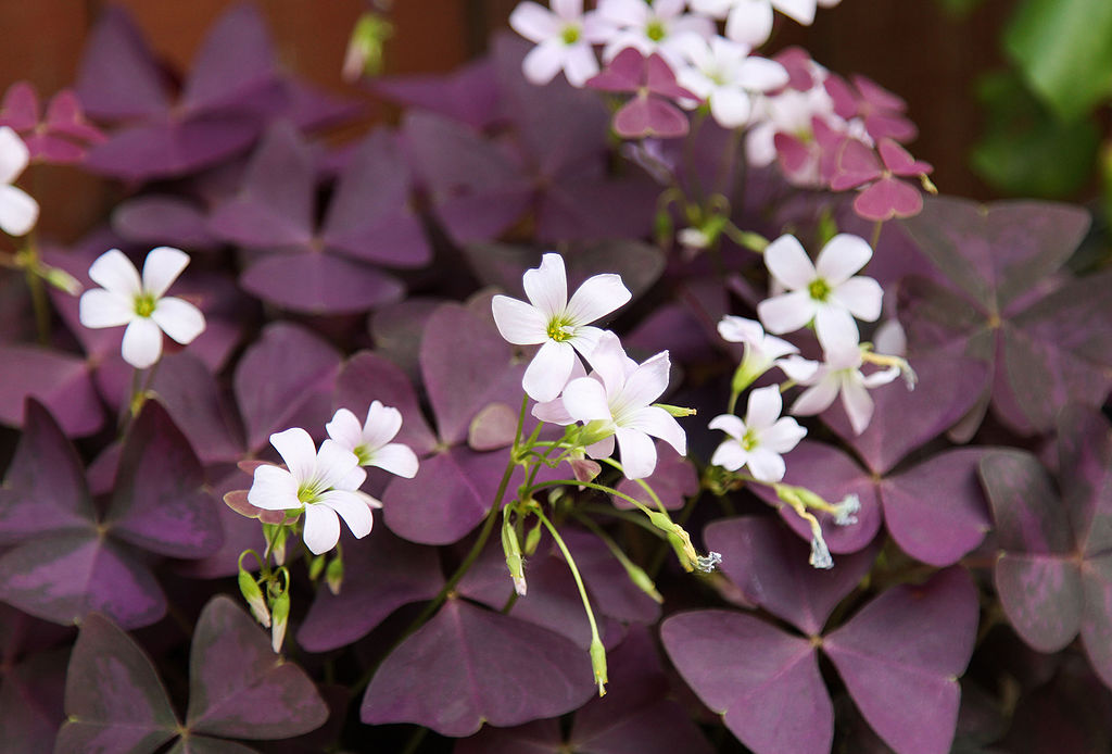 A háromszögletű madársóska gondozása - Oxalis triangularis
