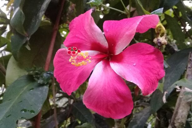 A hibiszkusz teleltetése egyszerűen - Hibiscus