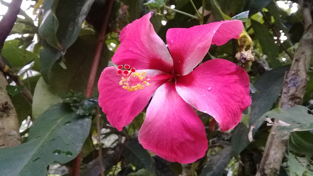 A hibiszkusz teleltetése egyszerűen - Hibiscus