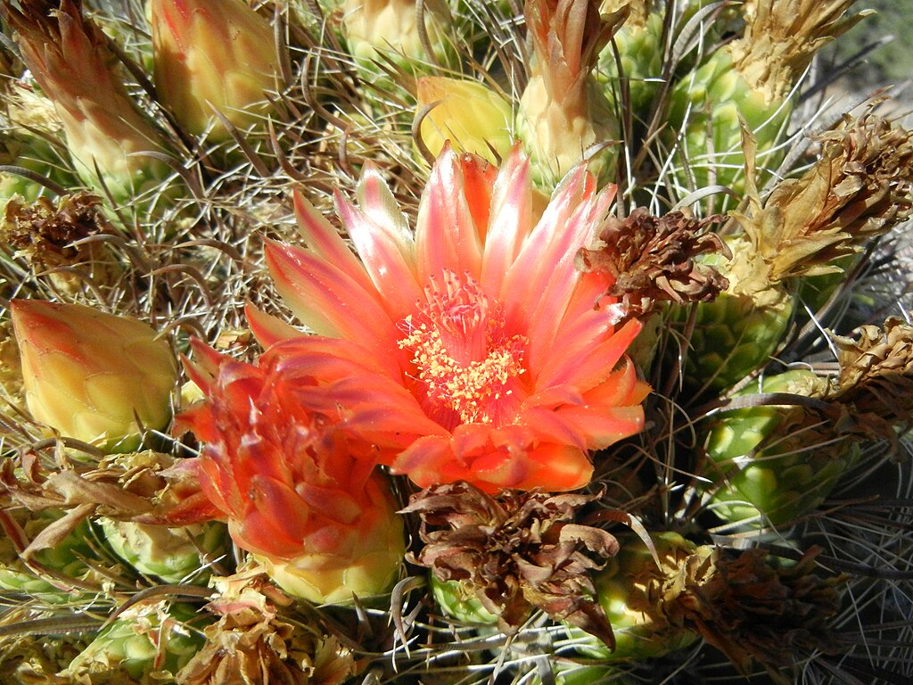 A horgastövisű hordókaktusz gondozása pofonegyszerűen - Ferocactus wislizeni
