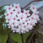 Hoya carnosa - Húsos Viaszvirág / Porcelánvirág: Teljes Útmutató